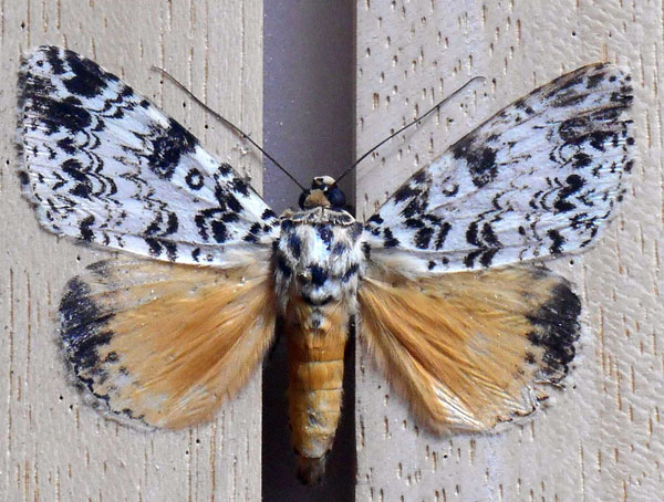 /filer/webapps/moths/media/images/H/hieroglyphigera_Achaea_AM_Kravchenko.jpg