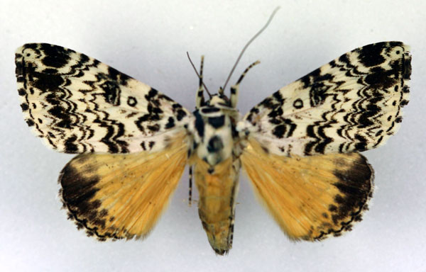 /filer/webapps/moths/media/images/H/hieroglyphigera_Achaea_A_RMCA.jpg