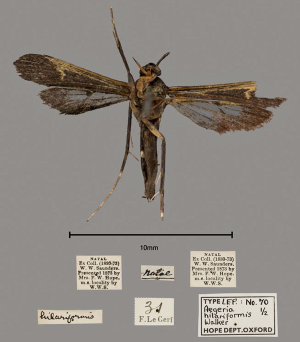 /filer/webapps/moths/media/images/H/hilariformis_Aegeria_PTF_OUMNH_02.jpg
