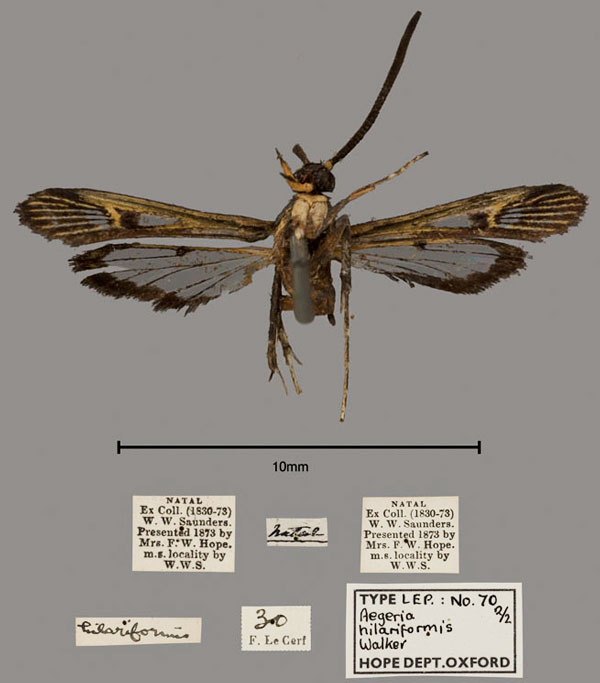 /filer/webapps/moths/media/images/H/hilariformis_Aegeria_PTM_OUMNH_02.jpg