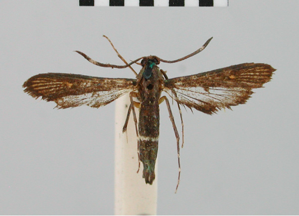 /filer/webapps/moths/media/images/H/hilariformis_Chamanthedon_AF_BMNH.jpg