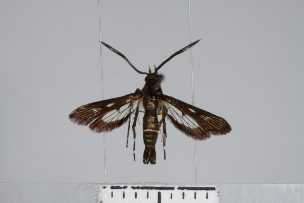 /filer/webapps/moths/media/images/H/hilariformis_Chamanthedon_AM_TMSA.jpg
