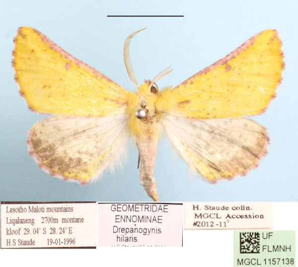 /filer/webapps/moths/media/images/H/hilaris_Drepanogynis_AM_MGCLa_01.JPG