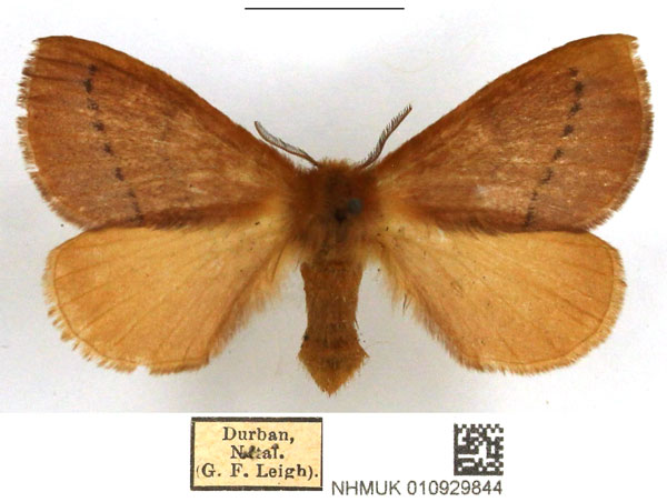 /filer/webapps/moths/media/images/H/hilaris_Stenoglene_AF_NHMUK.jpg