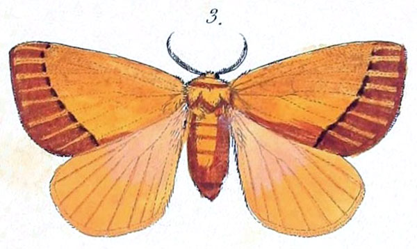 /filer/webapps/moths/media/images/H/hilaris_Stenoglene_HT_Felder_1874_95-3.jpg