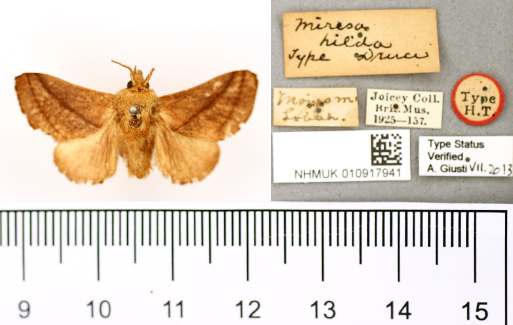 /filer/webapps/moths/media/images/H/hilda_Miresa_HT_BMNH.jpg