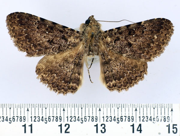 /filer/webapps/moths/media/images/H/hildebrandti_Polydesma_AM_BMNH.jpg