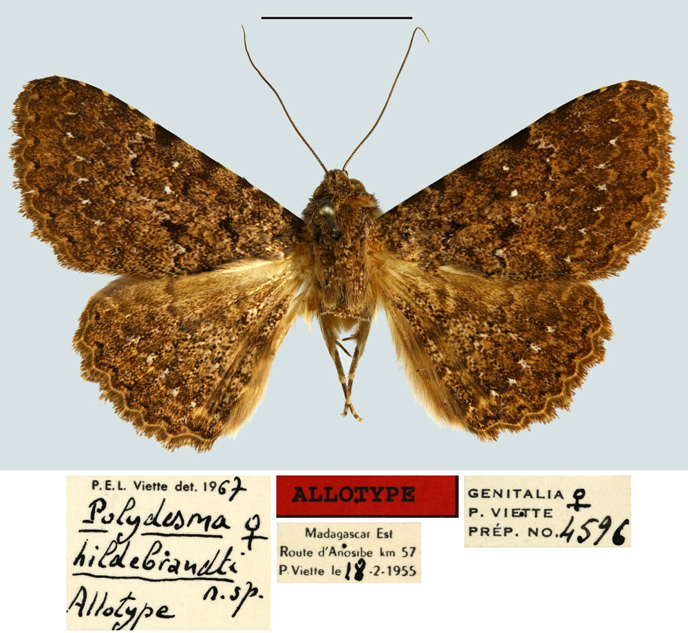 /filer/webapps/moths/media/images/H/hildebrandti_Polydesma_AT_MNHN.jpg