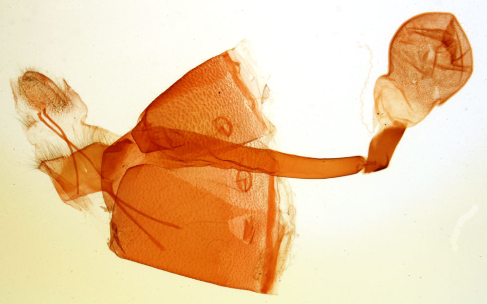/filer/webapps/moths/media/images/H/hildebrandti_Polydesma_GFAT_MNHN_4596.jpg