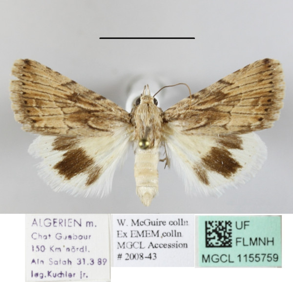 /filer/webapps/moths/media/images/H/hilgerti_Anumeta_A_MGCLa_01.JPG