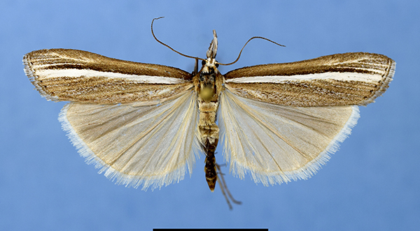 /filer/webapps/moths/media/images/H/hillmani_HTm.jpg