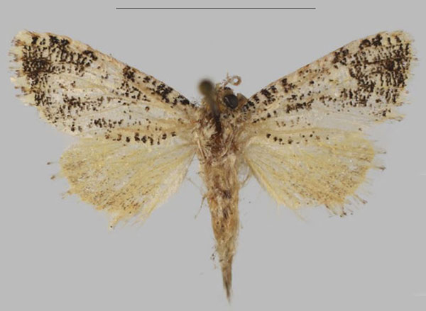 /filer/webapps/moths/media/images/H/hillwoodi_Hermannstaudeilla_PTF_Mueller.jpg