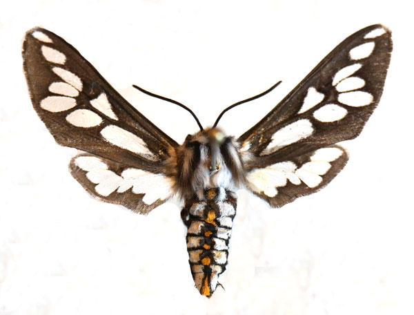 /filer/webapps/moths/media/images/H/hippotes_Thyretes_AF_Stroehle.jpg