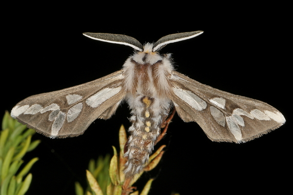 /filer/webapps/moths/media/images/H/hippotes_Thyretes_A_Heyns_01.JPG