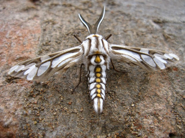 /filer/webapps/moths/media/images/H/hippotes_Thyretes_A_Viljoen.jpg