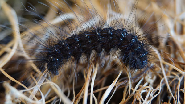 /filer/webapps/moths/media/images/H/hippotes_Thyretes_L_Stroehle.jpg