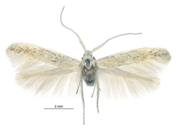 /filer/webapps/moths/media/images/H/hirsutella_Coleophora_HT_ZMHB.jpg