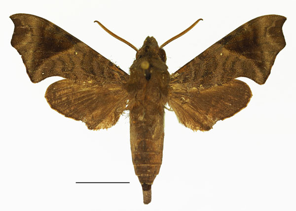 /filer/webapps/moths/media/images/H/hirsutus_Temnora_AM_Basquin_01a.jpg