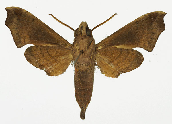 /filer/webapps/moths/media/images/H/hirsutus_Temnora_AM_Basquin_01b.jpg