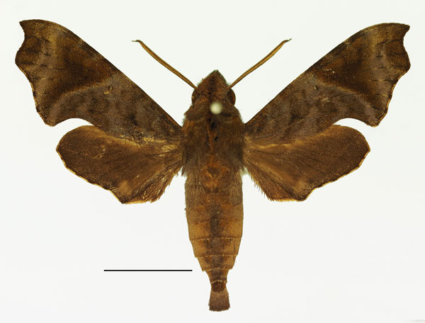 /filer/webapps/moths/media/images/H/hirsutus_Temnora_AM_Basquin_02a.jpg