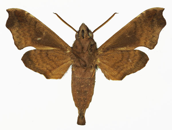 /filer/webapps/moths/media/images/H/hirsutus_Temnora_AM_Basquin_02b.jpg