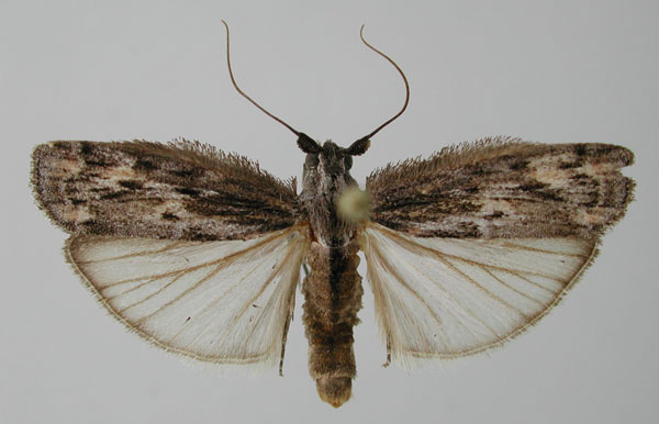 /filer/webapps/moths/media/images/H/hirticostella_Pogononeura_AM_ZMHB.jpg