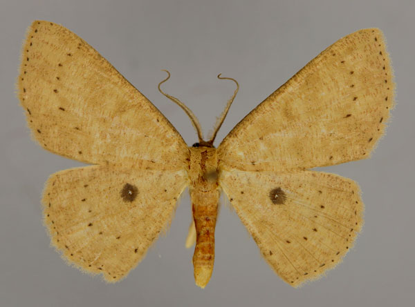 /filer/webapps/moths/media/images/H/hirtifemur_Cyclophora_A_ZSM_01.jpg