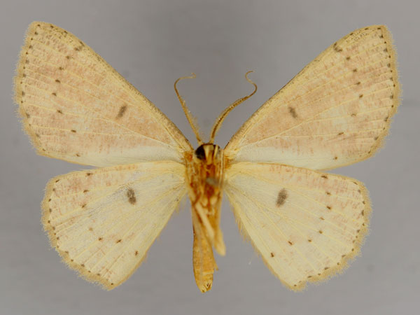 /filer/webapps/moths/media/images/H/hirtifemur_Cyclophora_A_ZSM_02.jpg