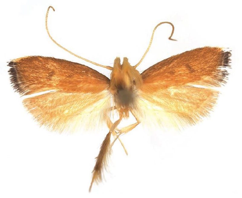 /filer/webapps/moths/media/images/H/hirtitibia_Corymbus_HT_NHMO.jpg