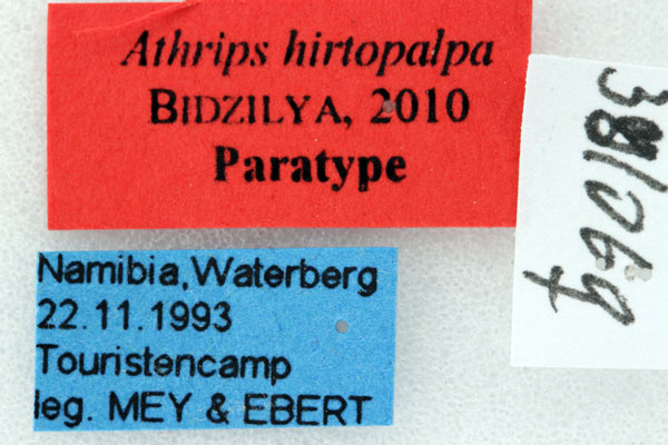 /filer/webapps/moths/media/images/H/hirtopalpa_Athrips_PTL_ZMHB.jpg