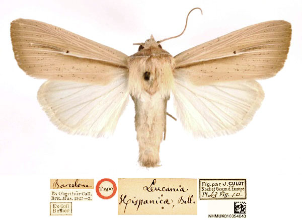 /filer/webapps/moths/media/images/H/hispanica_Leucania_ST_BMNH_9MbraWA.jpg