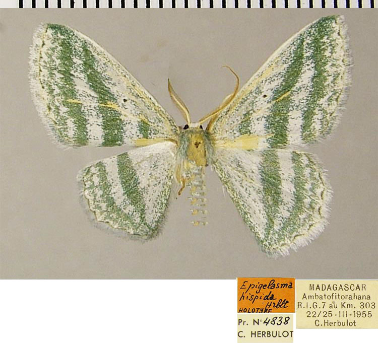 /filer/webapps/moths/media/images/H/hispida_Epigelasma_HT_ZSMa.jpg