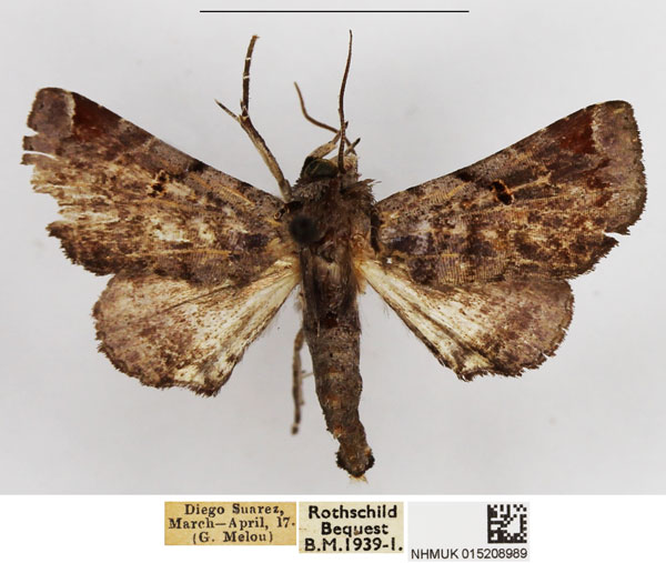 /filer/webapps/moths/media/images/H/histrio_Eutelia_AF_NHMUK.jpg
