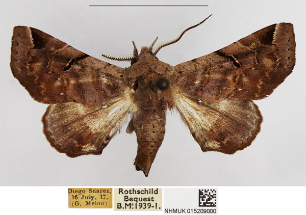 /filer/webapps/moths/media/images/H/histrio_Eutelia_AM_NHMUK.jpg