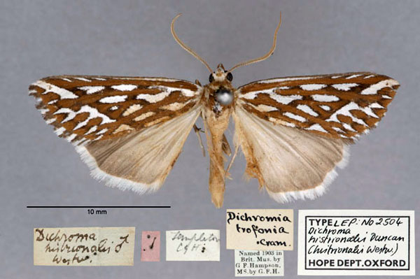 /filer/webapps/moths/media/images/H/histrionalis_Dichromia_HT_OUMNH_01.jpg