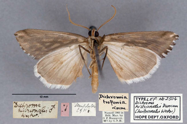 /filer/webapps/moths/media/images/H/histrionalis_Dichromia_HT_OUMNH_02.jpg
