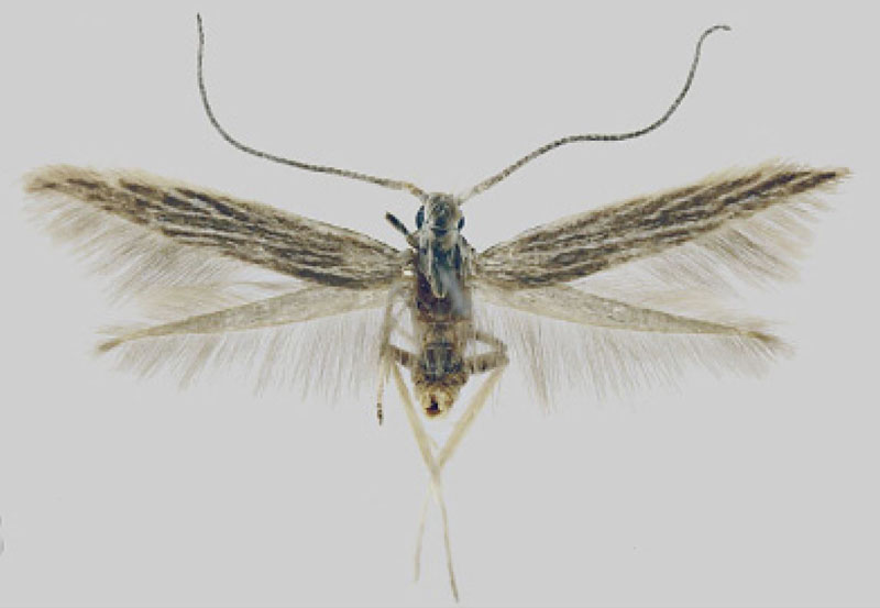 /filer/webapps/moths/media/images/H/hobaterensis_Coleophora_PTM_MfN.jpg