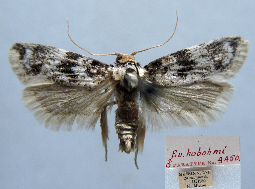 /filer/webapps/moths/media/images/H/hobohmi_Euryctista_PT_TMSA_DMb3hKU.jpg