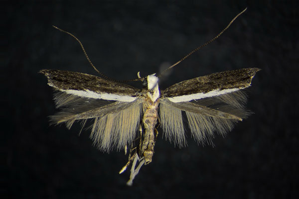 /filer/webapps/moths/media/images/H/hobohmi_Pareclectis_AM_ZMHB.jpg
