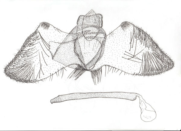 /filer/webapps/moths/media/images/H/hobohmi_Pareclectis_GM_ZMHB.jpg
