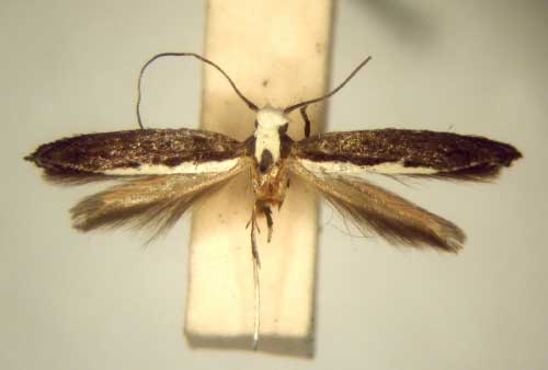 /filer/webapps/moths/media/images/H/hobohmi_Pareclectis_HT_TMSA5970.jpg