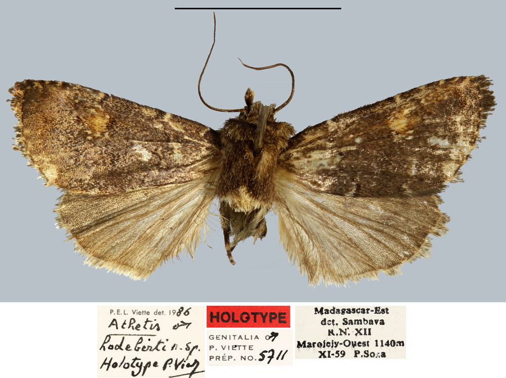 /filer/webapps/moths/media/images/H/hodeberti_Athetis_HT_MNHN.jpg