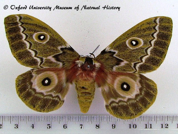 /filer/webapps/moths/media/images/H/hoehnelii_Gonimbrasia_A_OUMNH.jpg