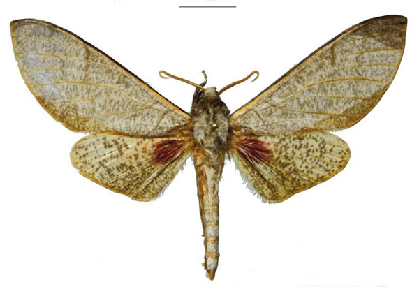 /filer/webapps/moths/media/images/H/hogani_Neoclanis_HT_EMEMa.jpg