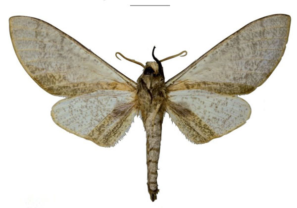 /filer/webapps/moths/media/images/H/hogani_Neoclanis_HT_EMEMb.jpg
