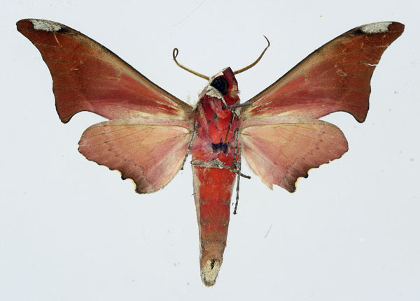 /filer/webapps/moths/media/images/H/hollandi_Avinoffia_A_Poirier_02.jpg
