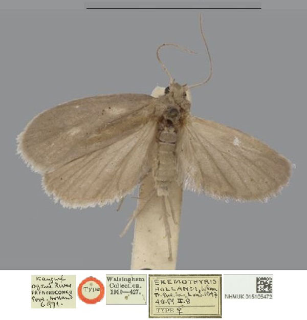 /filer/webapps/moths/media/images/H/hollandi_Eremothyris_STF_NHMUK.jpg
