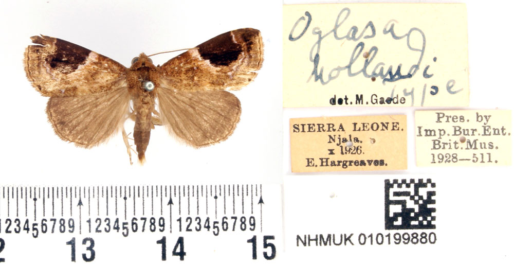 /filer/webapps/moths/media/images/H/hollandi_Oglasa_HT_BMNH.jpg