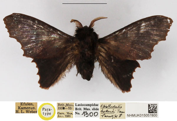 /filer/webapps/moths/media/images/H/hollandi_Opisthodontia_PTM_NHMUK.jpg