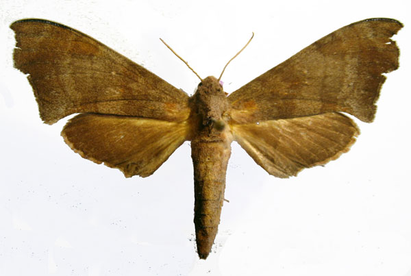 /filer/webapps/moths/media/images/H/hollandi_Polyptychus_AF_Basquin_01.jpg